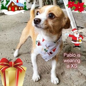 š¶ 3 for $15 * Pablo Christmas Snap On Dog Bandana